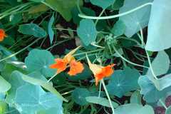 Tropaeolum majus